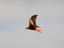 Greifvogel