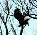 Adler beim Start 
