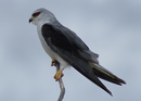 Greifvogel in Namibia