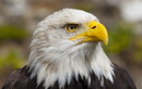 Fotos_Greifvögel