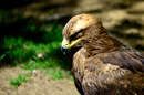 Fotos_Greifvögel