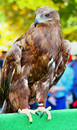 Fotos_Greifvögel
