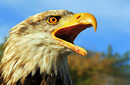 Fotos_Greifvögel