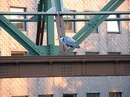 Fotos_Greifvögel