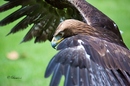 Fotos_Greifvögel