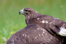 Bussard