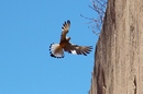 Falke im Anflug