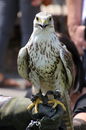 Fotos_Greifvögel