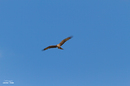 Fotos_Greifvögel