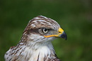 Ein Greifvogel