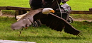 Fotos_Greifvögel