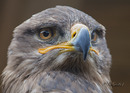 Fotos_Greifvögel