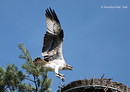 Fischadler am Horst