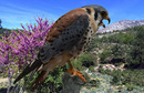 Buntfalke