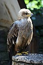 Adler
