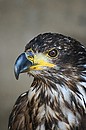 Fotos_Greifvögel