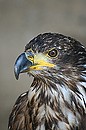 Fotos_Greifvögel