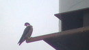 Fotos_Greifvögel