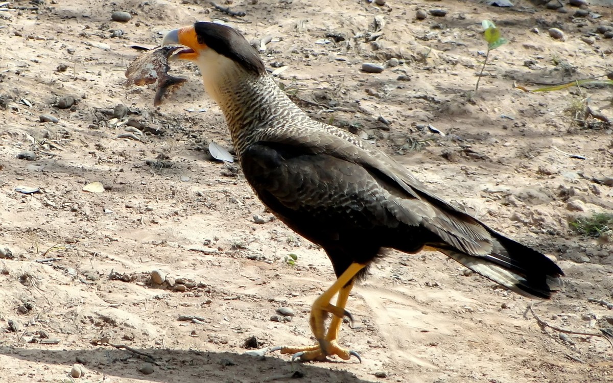 * Fischbussard 2*