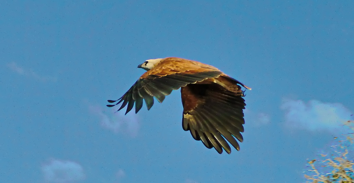 black-collard hawk - gavião belo
