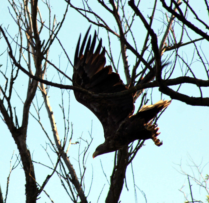 Greifvogel im Baum am Havelufer