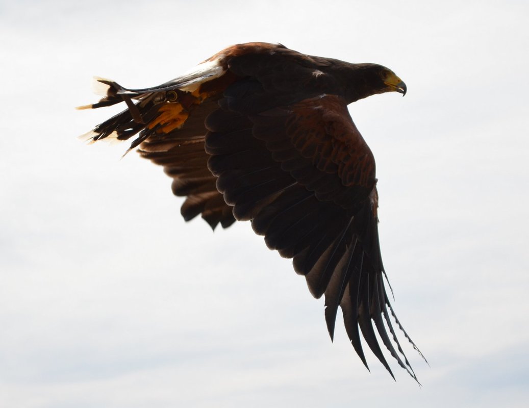 greifvogel