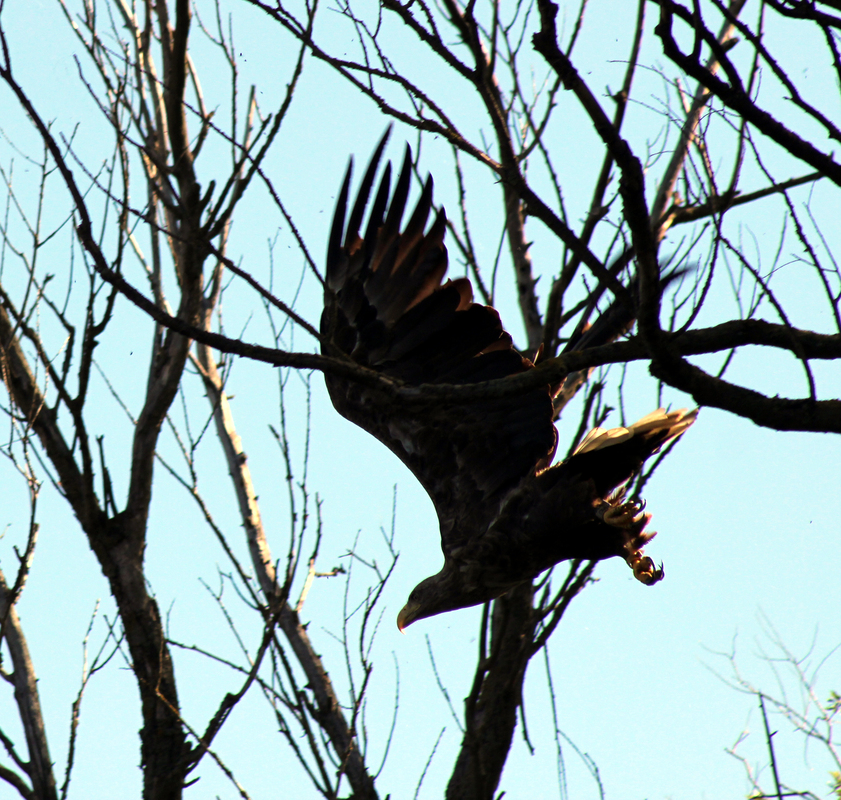 Adler beim Start 