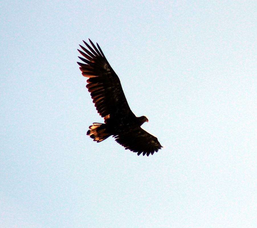 Seeadler am Havelufer