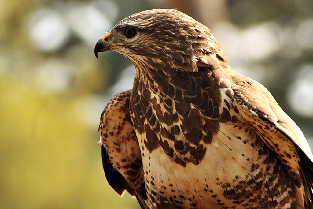 Der scharfe Blick