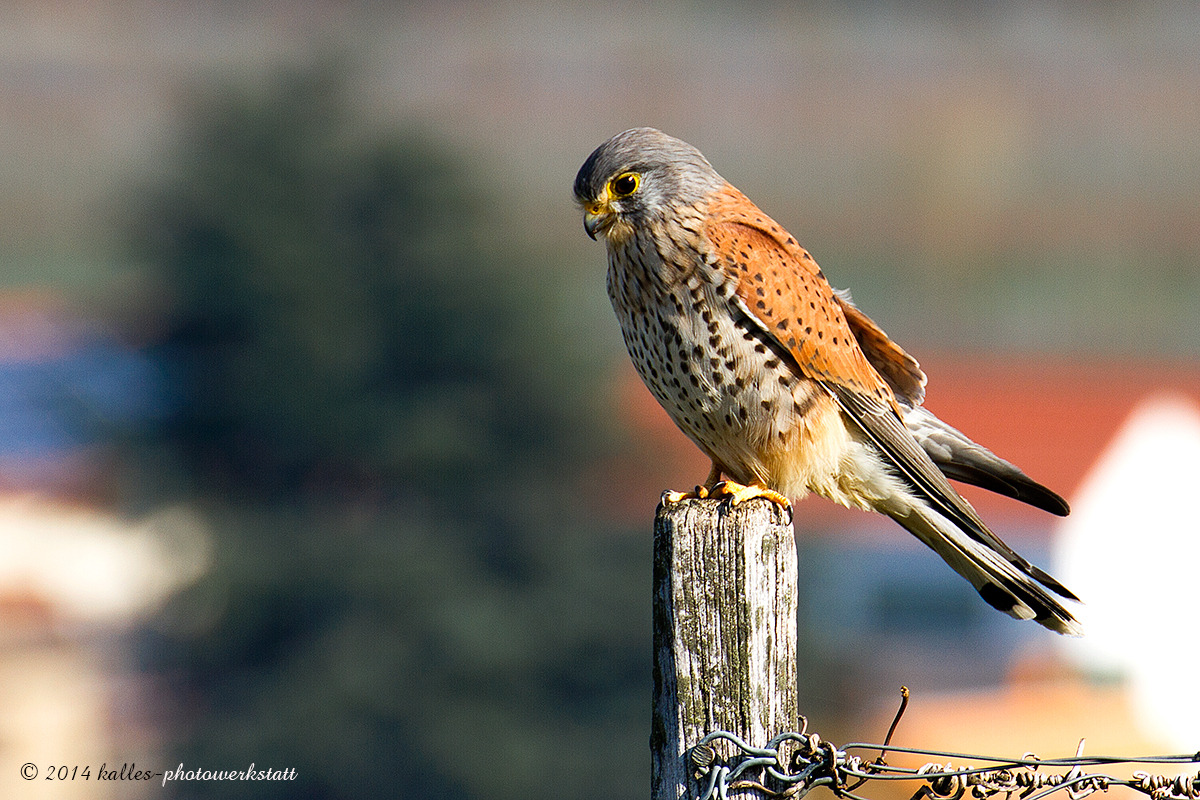 Turmfalke