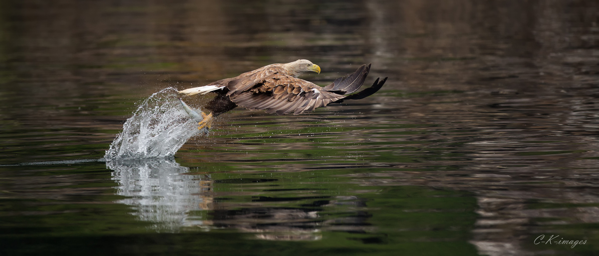 White Tailed Sea Eagle