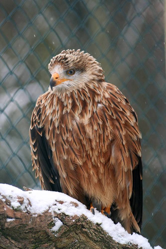 Adler