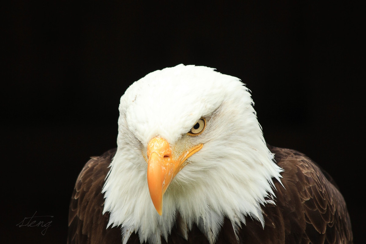 Weißkopfseeadler
