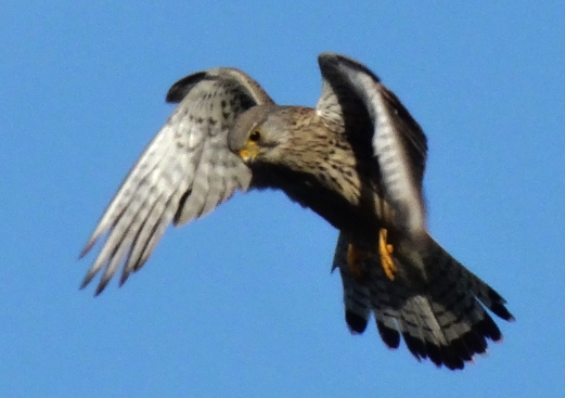 Ein Falke im Rüttelflug