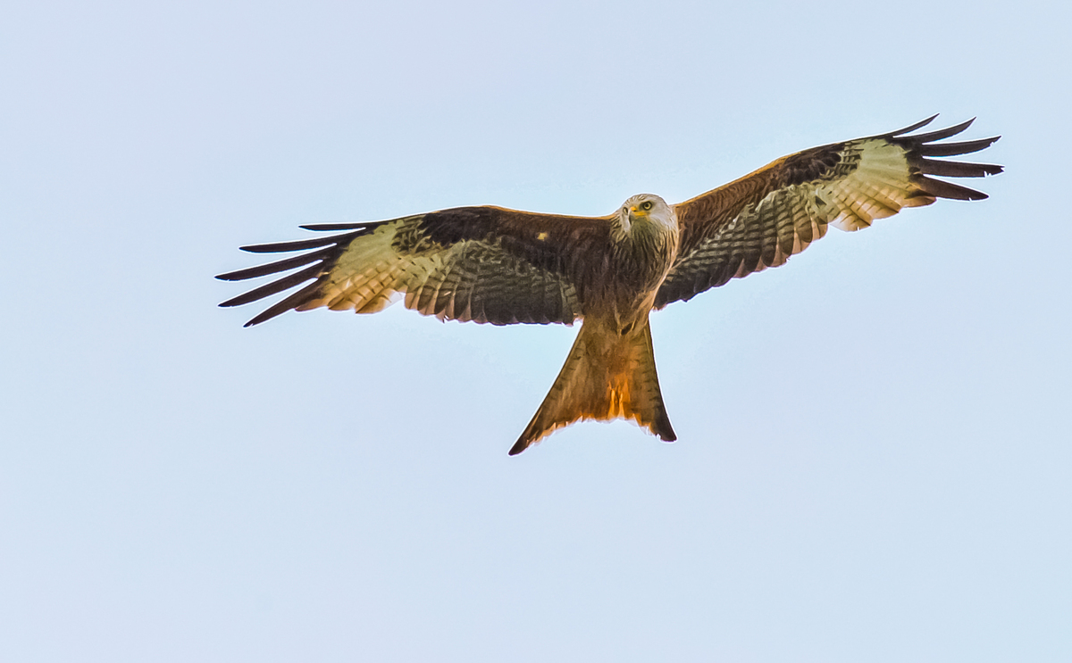 Rotmilan ( Milvus milvus )