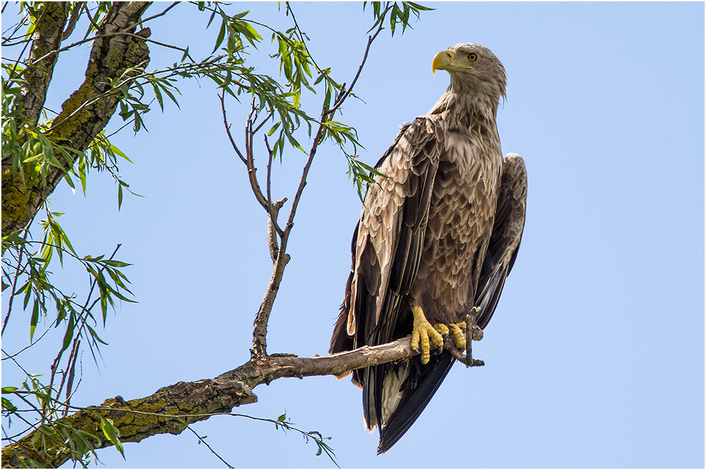 Seeadler im Donaudelta 02