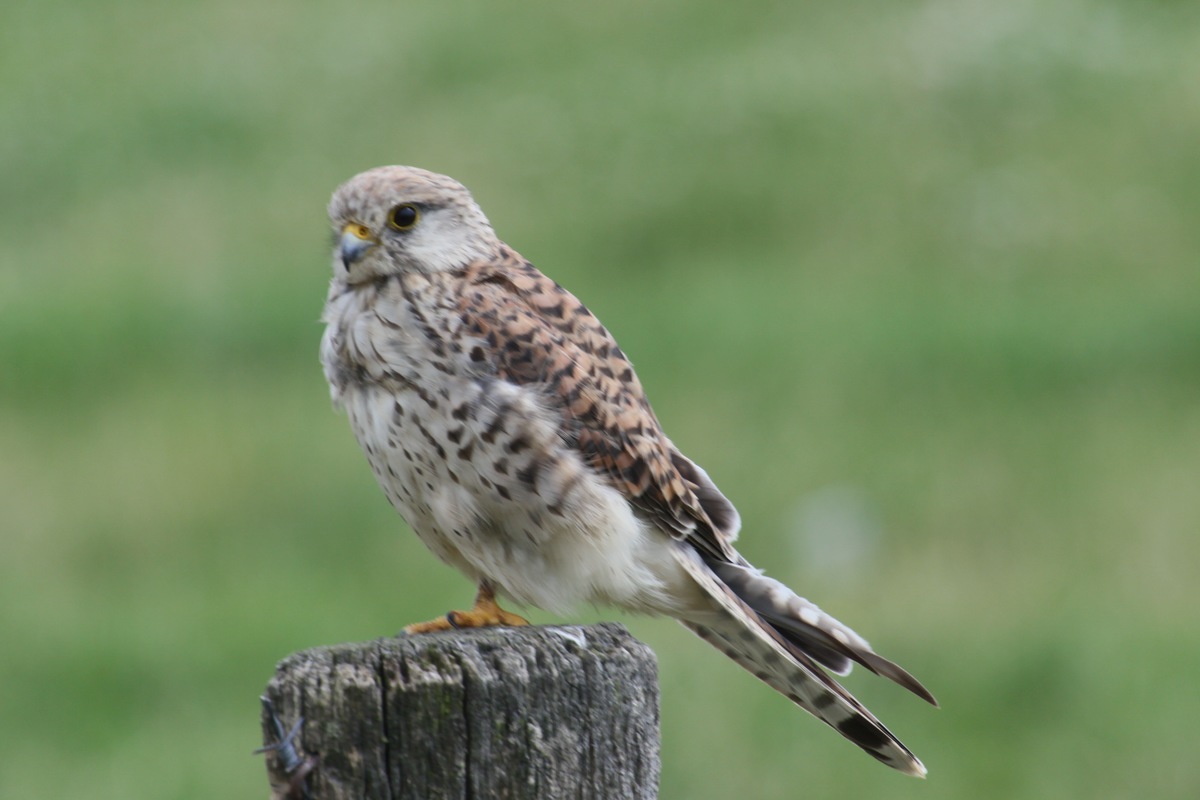 Kleiner Falke