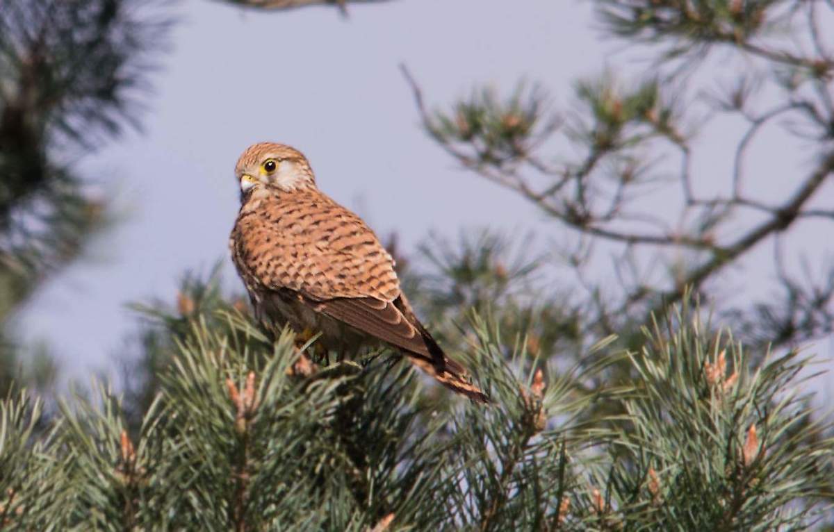 Falke blickt über die Heide