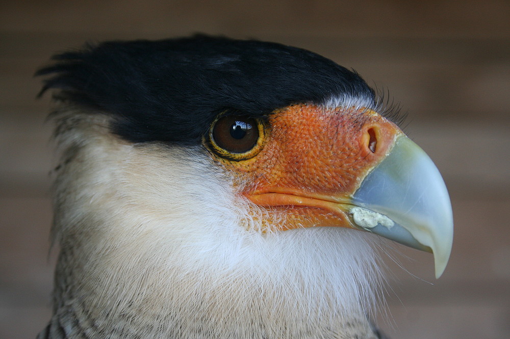 Adler