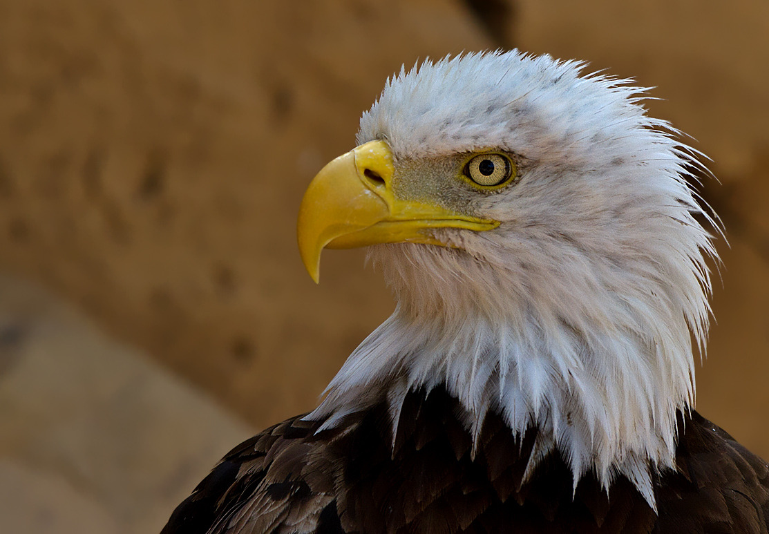 Weißkopfseeadler