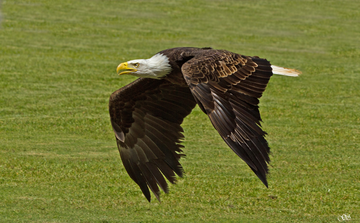 Weißkopfseeadler