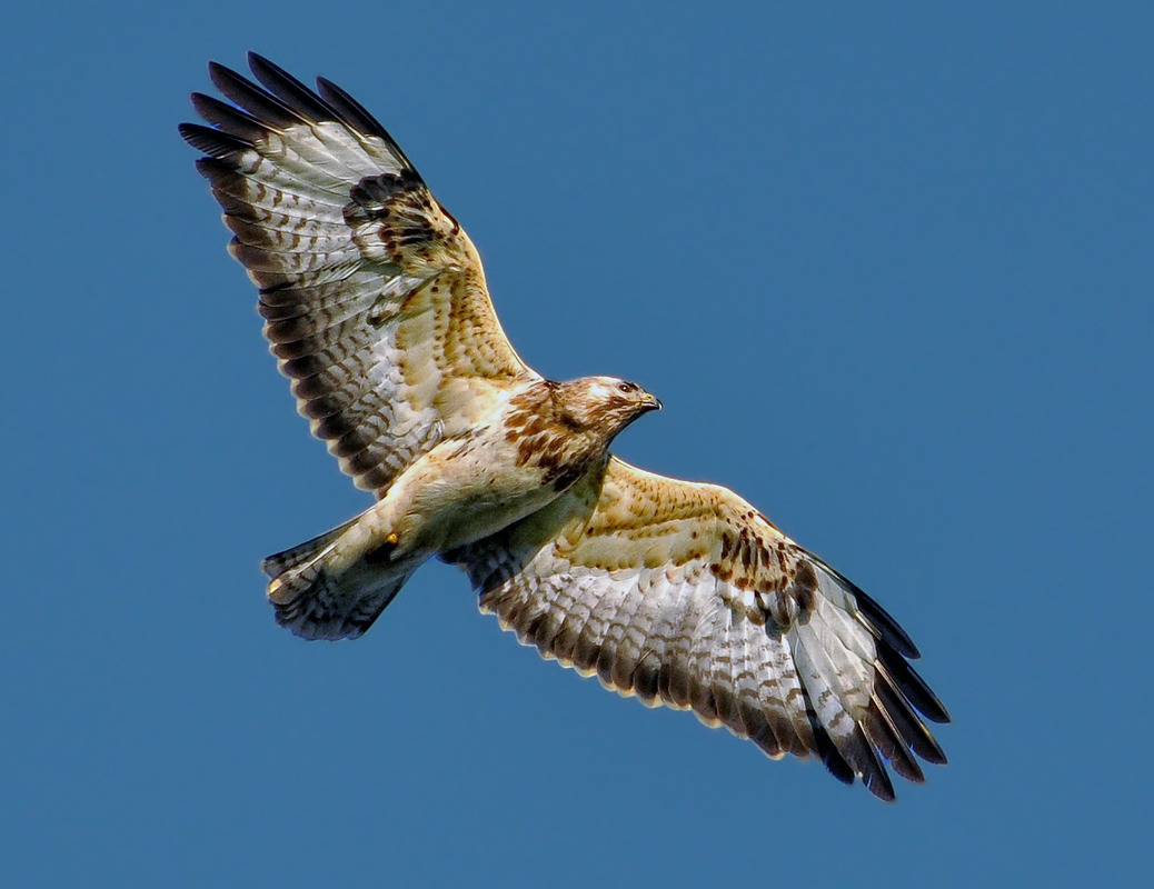 In freier Natur fotografiert