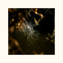 Fotos_Disteln & Karden