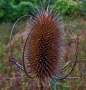 Distel