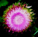 Distel 3