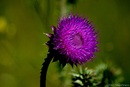Distel 