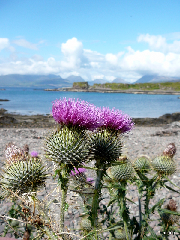 Flower of Scotland 2