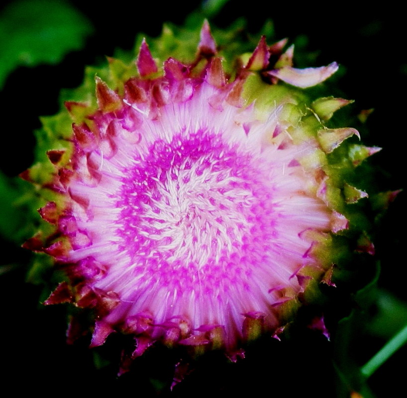 Distel 3