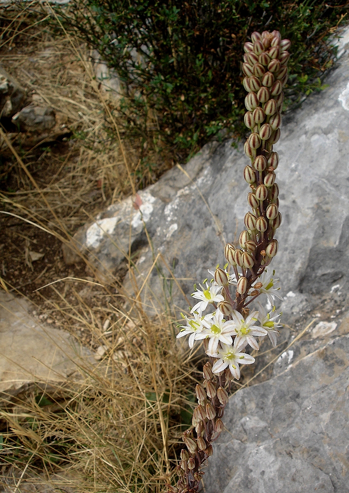 Fast verblüht und doch noch ein paar Blüten