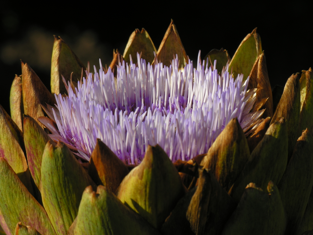 Violette Zauberblüte